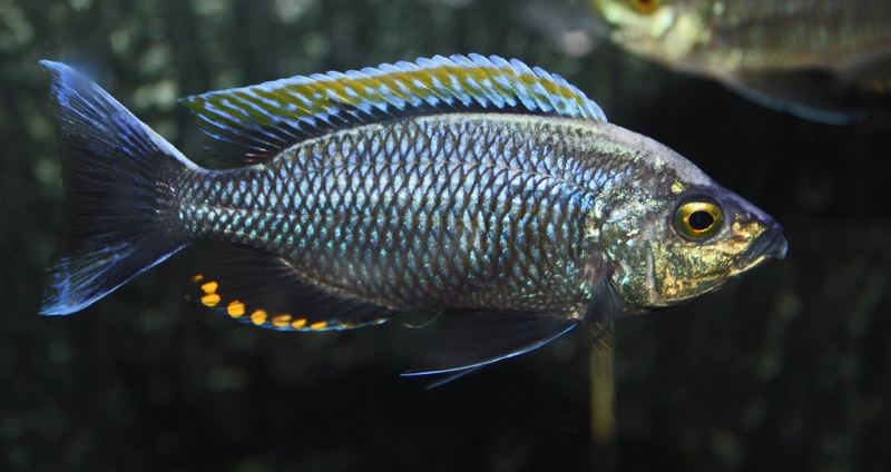 Copadichromis sp. 'firecrest' Gome